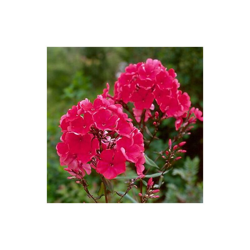 Phlox paniculé Starfire | Conditionnement: Lot de 9 godets