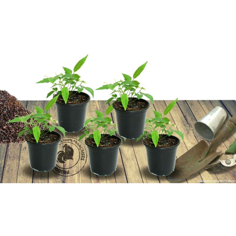 Phlox paniculé Starfire | Conditionnement: Lot de 5 godets