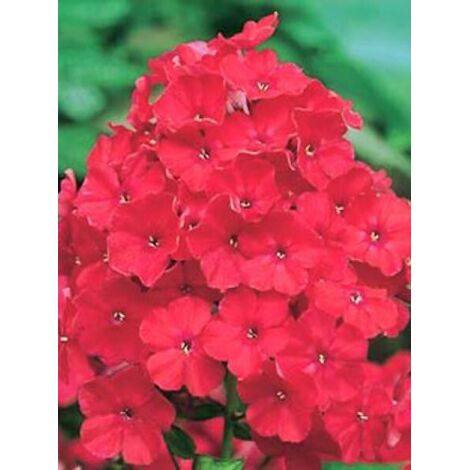 Phlox paniculé 'Starfire' Pot de 1,5L/2L