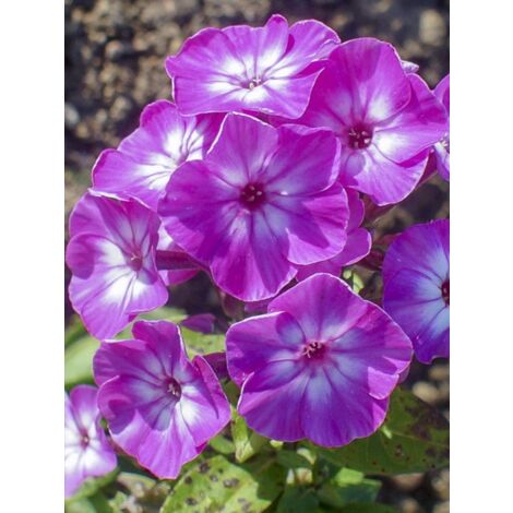 Phlox 'Purple Eye Flame' Godet de 8/9 cm
