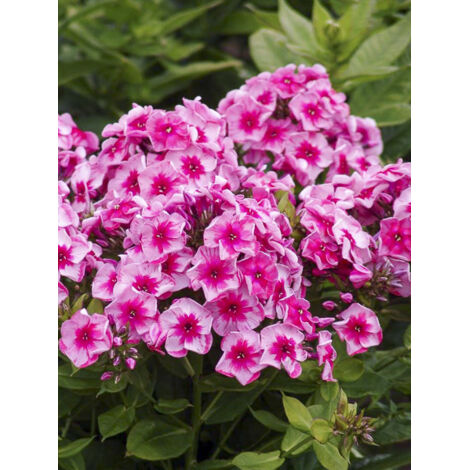 Phlox 'Star and Stripe' Racines nues, Qualité premium