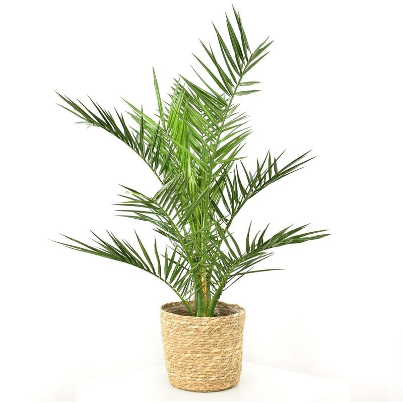 

Phoenix canariensis