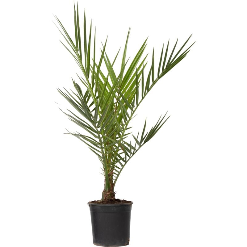 Palmier Dattier des Canaries - Phoenix canariensis - Hauteur 50-60cm - ⌀15cm