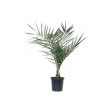 Phoenix canariensis - Palma delle Canarie