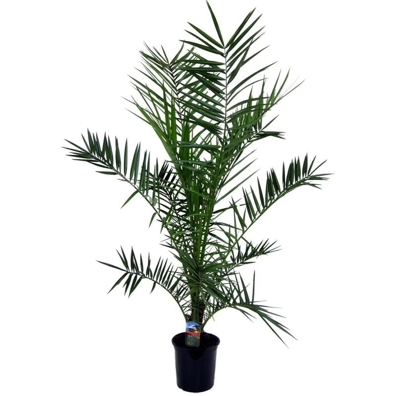 Plant In A Box - Phoenix Canariensis - Palmier dattier - Pot 19cm - Hauteur 80-100cm - Vert