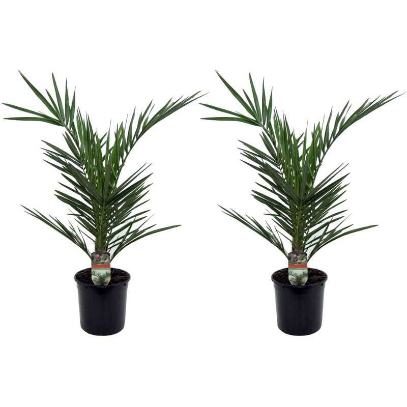 Plant In A Box - Phoenix Canariensis - Set de 2 - Palmier dattier - Pot 15cm - Hauteur 50-60cm - Vert