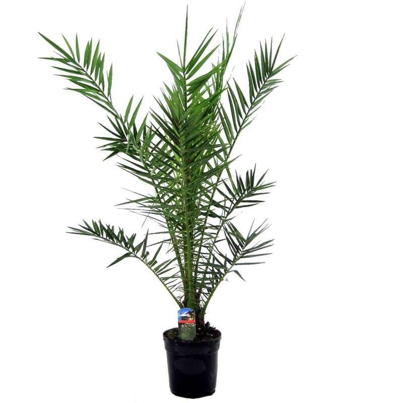 Bloomique - Phoenix Canariensis – Palmier dattier – Palmier – Persistant – ⌀21 cm - ↕100-110 cm - Green