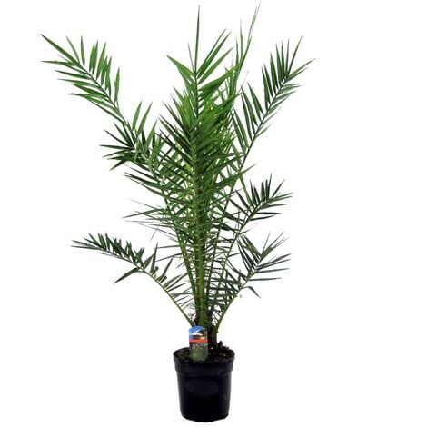 Phoenix Canariensis – Palmier dattier – Palmier – Persistant – ⌀21 cm - ↕100-110 cm - Green