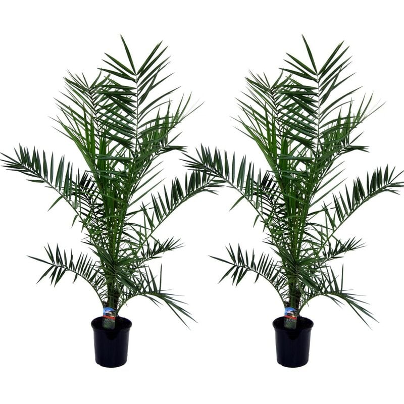 Plant In A Box - Phoenix Canariensis - Set de 2 - Palmier dattier - Pot 19cm - Hauteur 80-100cm - Vert