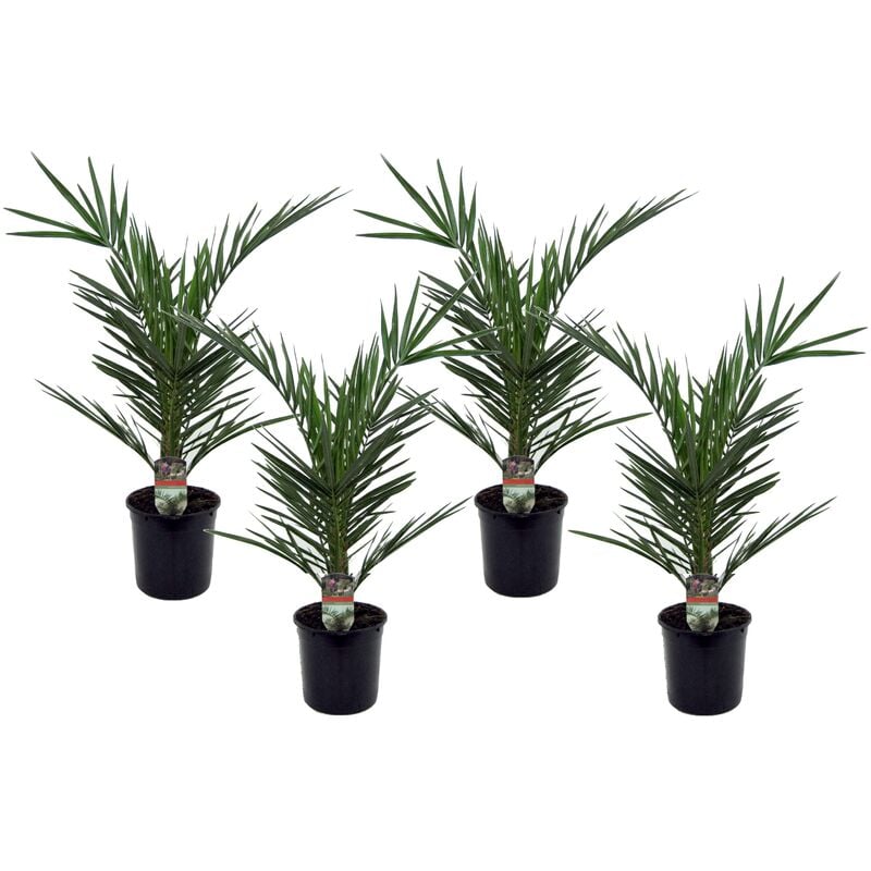 Plant In A Box - Phoenix Canariensis - Set de 4 - Palmier dattier - Pot 15cm - Hauteur 50-60cm - Vert