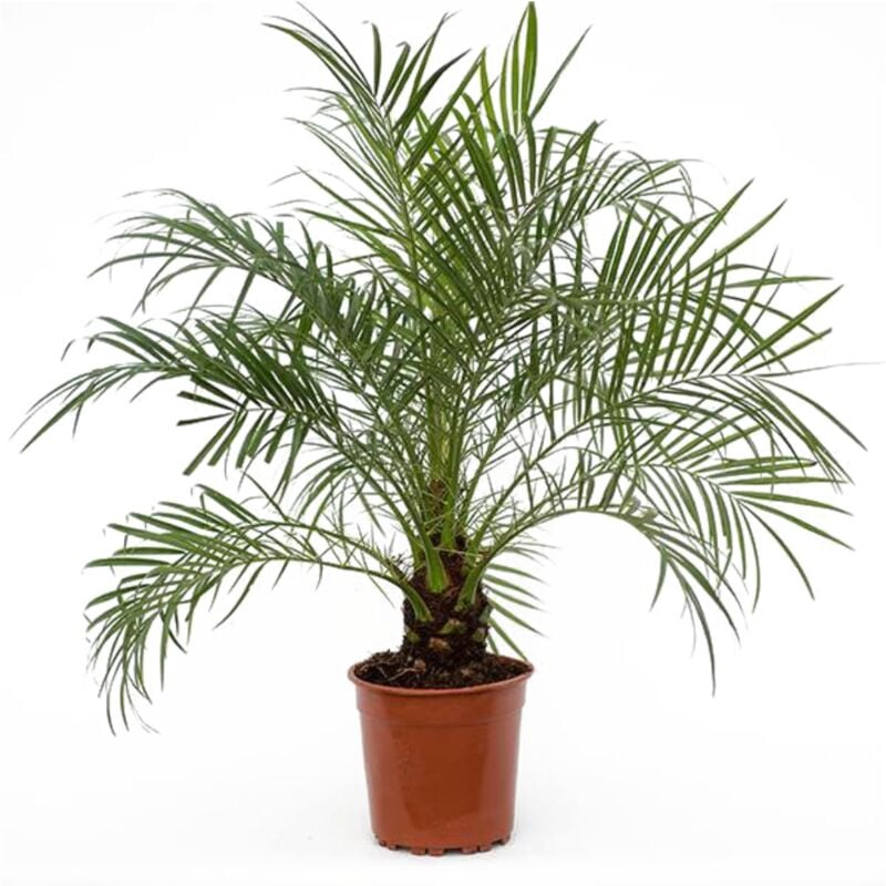Plant In A Box - Phoenix rubelenii - Palmier dattier nain - Pot 21cm - Hauteur 80-90cm - Vert