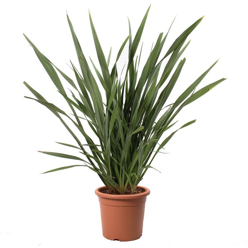 Phormium Tenax - Pianta Ornamentale Vera da Esterno - h 125/150 cm Vaso ø 30 cm