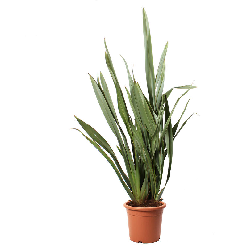 Kentis - Phormium Tenax - Pianta Ornamentale Vera da Esterno - h 80/100 cm Vaso ø 24 cm