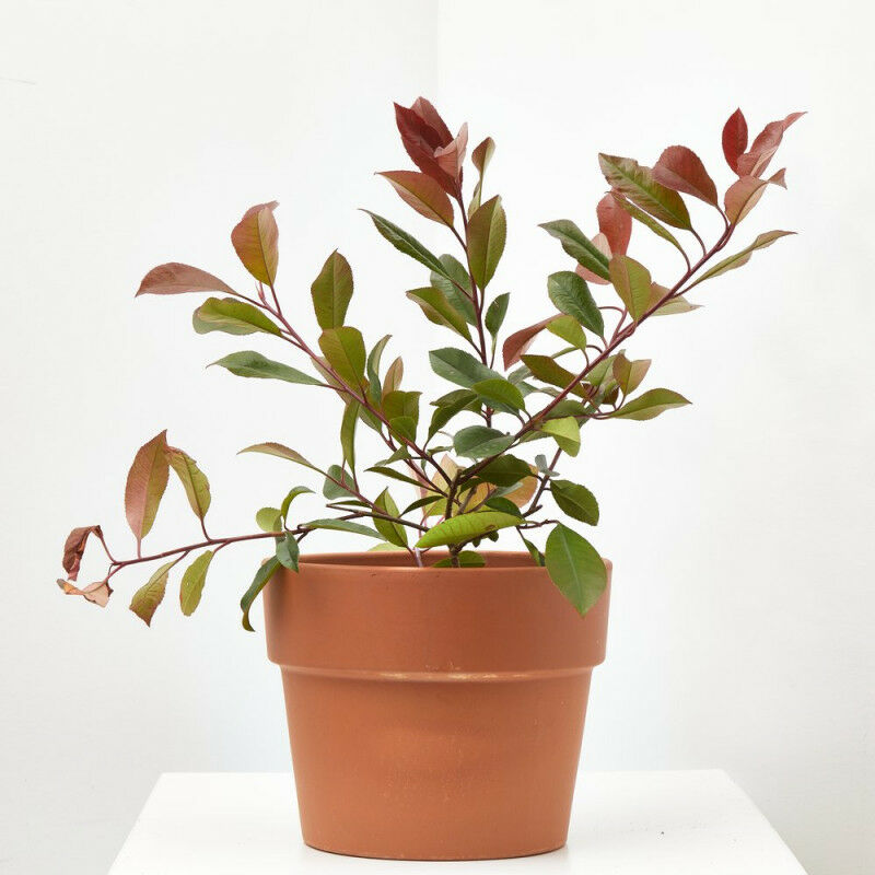 

PHOTINIA - Maceta 3 litros