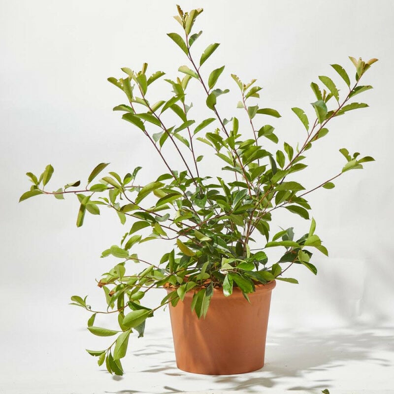 

PHOTINIA - Maceta 10 litros