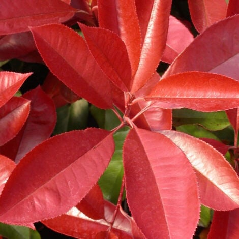 Photinia Carré Rouge/Pot de 5L
