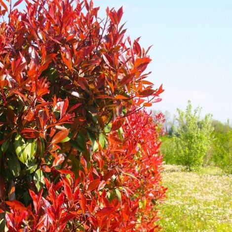 Photinia de fraser 'Red Robin' (Photinia x fraseri 'Red Robin')