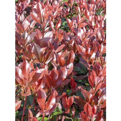 Photinia 'Dynamo Red' Pot de 4L/5L