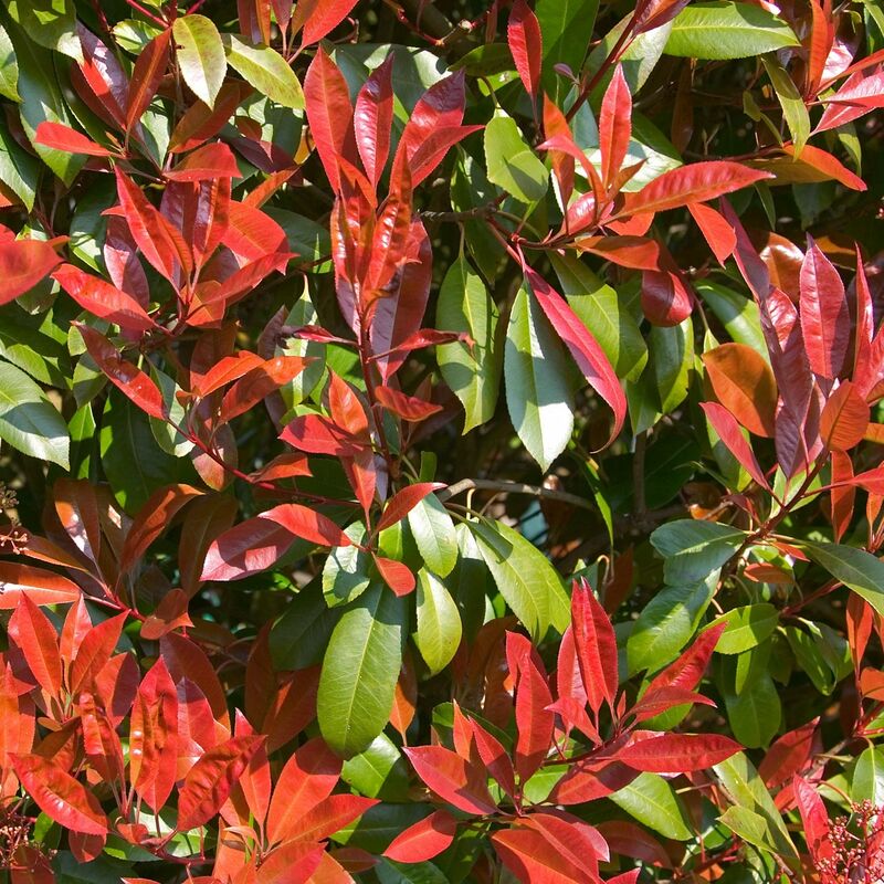 Photinia fraseri Carré rouge - Rouge