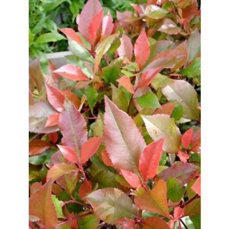 Photinia fraseri 'Little Red Robin'