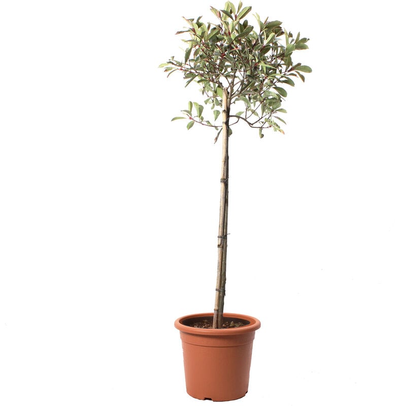 Kentis - Photinia × Fraseri 'Pink Marble' Mezzo Fusto - Pianta di Fotinia - h 125-150 cm Vaso ø 28 cm