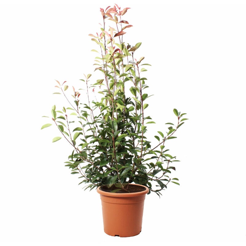 Photinia × Fraseri Red Robin - Piante Vere da Siepe - H 150-175 cm Vaso Ø 30 cm