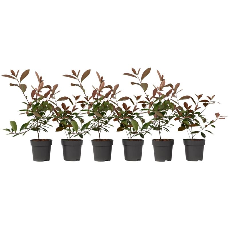 Plant In A Box - Feuille de noyer - Set de 6 - Photinia fraseri 'Red Robin' - H30-40cm - ⌀17cm
