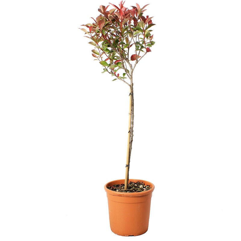 Photinia Fraseri Robusta Compacta Mezzo Fusto - Piante Vere da Esterno Resistenti - H 125-150 cm Vaso Ø 30 cm