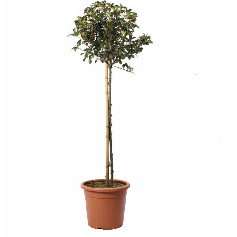 Kentis - Photinia Fraseri Robusta Compacta Minifusto - Piante Vere da Esterno Resistenti - h 80-100 cm Vaso ø 22 cm