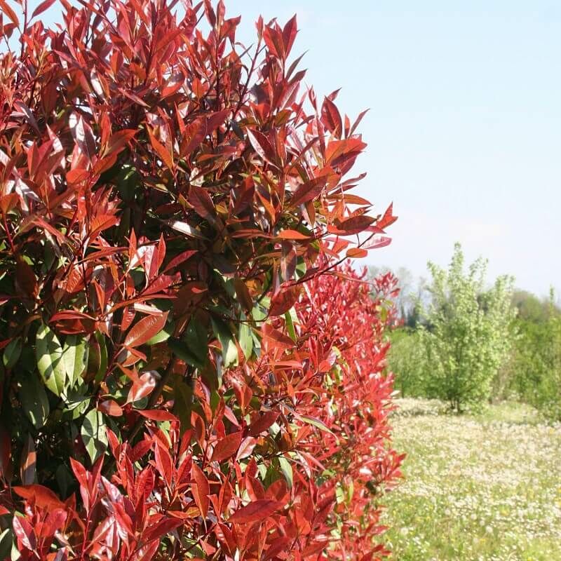 Pepinières Naudet - Photinia (Photinia Fraseri 'Red Robin') - Godet - Taille 20/40cm