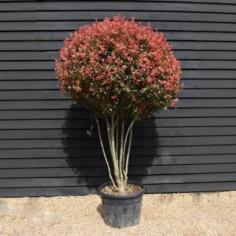 Photinia "Photinia x fraseri Red Robin multi stem" pianta da siepe ceppaia ombrelliforme in mastello ø50 h. 170/200 cm