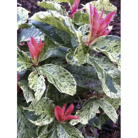 Photinia 'Pink Crispy' Pot de 2L/3L
