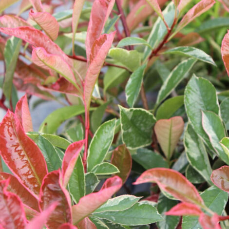 Photinia Pink Marble® 'Casini'/Pot de 15L - 100/120 cm