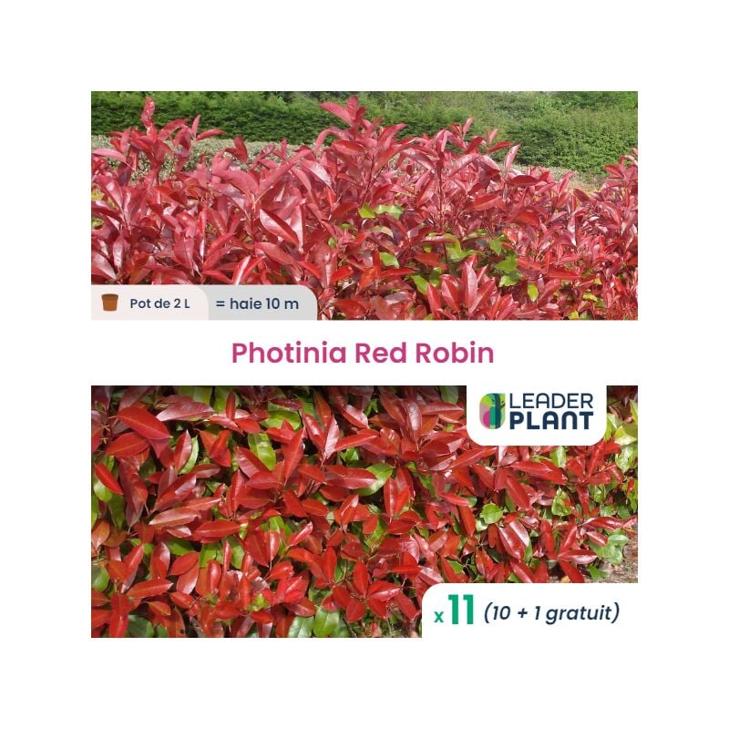 11 x Photinia Red Robin en pot de 2 l