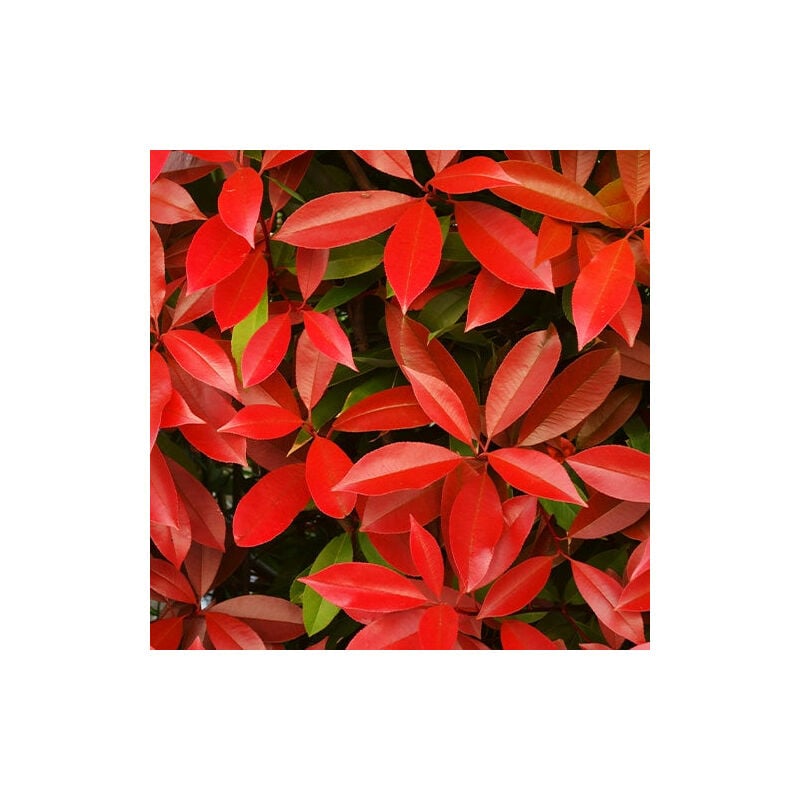 Photinia Red Robin - Rouge