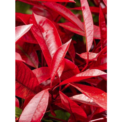 Photinia 'Red Robin Blood' Godet de 8/9 cm