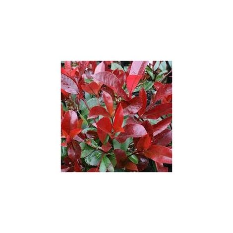 VIVAIO GARDEN FOREST photinia red robin h 140/150cm foto reali piante per siepi