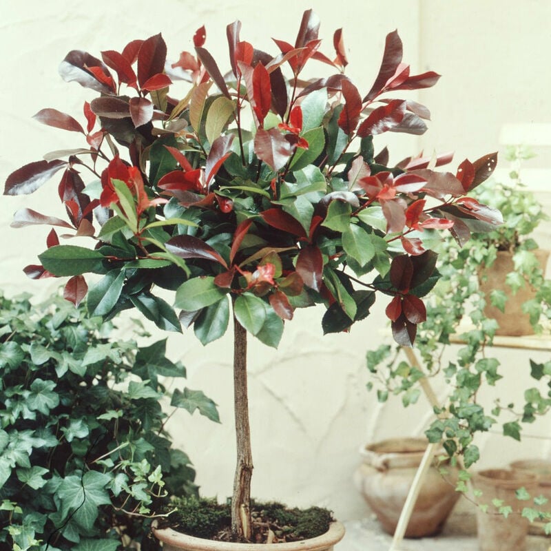 Photinia Red Robin sur tige - Rouge