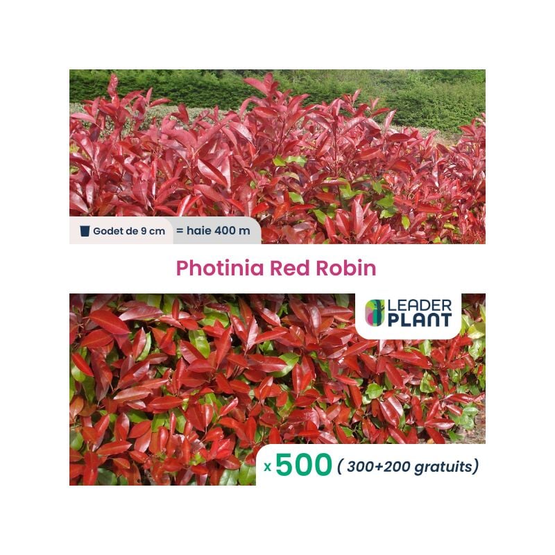 Photinia Red to 15/20