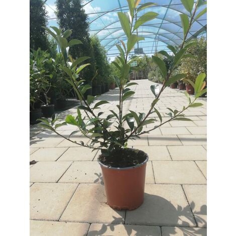 Photinia v13 h60-75 cm
