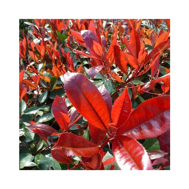 Photinia X Fraseri Little Red photinia Nana Vaso 18cm