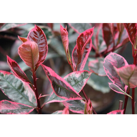 Photinia x Fraseri Louise Pot 18cm