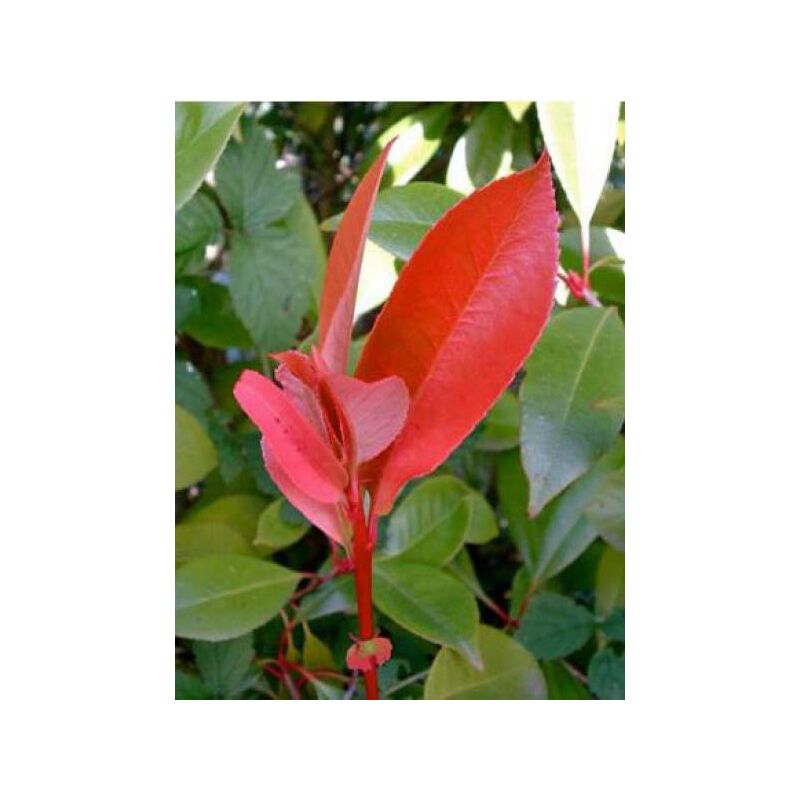 Le Jardin Du Pic Vert - Photinia x fraseri 'Red Robin' Pot de 7,5L/10L