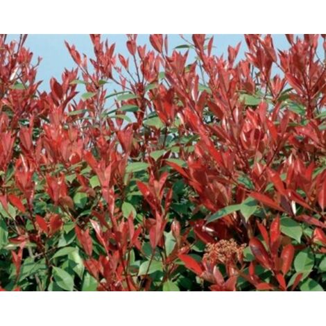 Photinia x Fraseri Red Robin Photinia Compatta da siepe in vaso  26 cm h. 100/130 cm