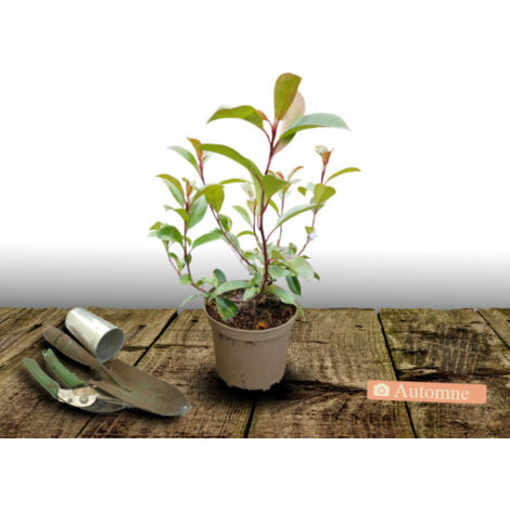 Photinia x fraseri Red Robin