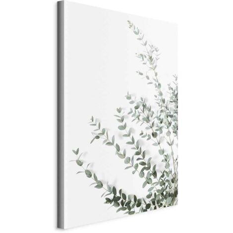 Photo - Eucalyptus Parvifolia (1 partie) vertical