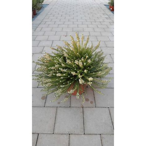 Phylica Ericoides V25