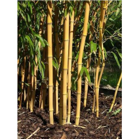Phyllostachys aureosulcata 'Aureocaulis' Pot de 4L/5L