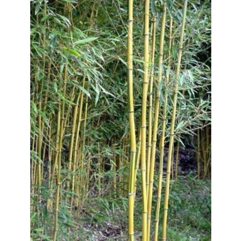 Phyllostachys aureosulcata 'Spectabilis' Pot de 7,5L/10L