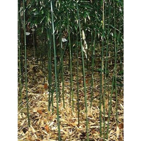 Phyllostachys humilis Pot de 4L/5L